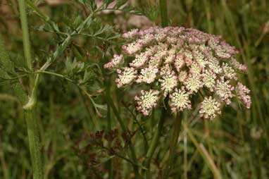 APII jpeg image of Daucus carota  © contact APII