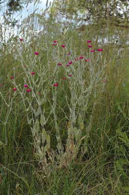 APII jpeg image of Silene coronaria  © contact APII