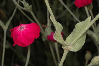 APII jpeg image of Silene coronaria  © contact APII