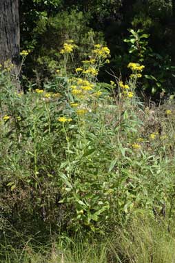 APII jpeg image of Senecio linearifolius var. arachnoideus  © contact APII