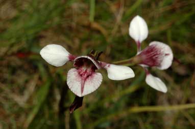 APII jpeg image of Diuris venosa  © contact APII