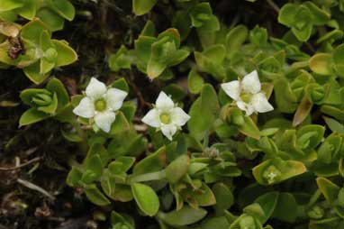 APII jpeg image of Mitrasacme serpyllifolia  © contact APII