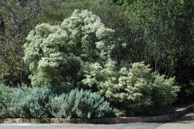 APII jpeg image of Babingtonia similis 'Howie's Feathertips'  © contact APII