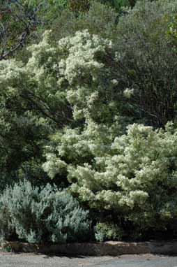 APII jpeg image of Babingtonia similis 'Howie's Feathertips'  © contact APII