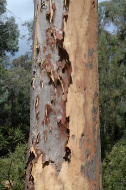 APII jpeg image of Angophora costata subsp. costata  © contact APII