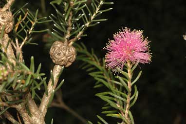 APII jpeg image of Melaleuca pentagona var. raggedensis  © contact APII