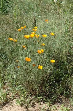 APII jpeg image of Eschscholzia californica  © contact APII