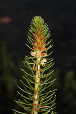 APII jpeg image of Myriophyllum crispatum  © contact APII