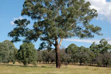 APII jpeg image of Eucalyptus melliodora  © contact APII