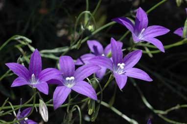 APII jpeg image of Wahlenbergia gloriosa  © contact APII