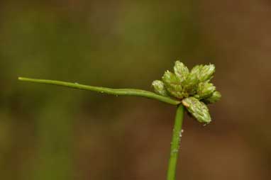 APII jpeg image of Isolepis gaudichaudiana  © contact APII