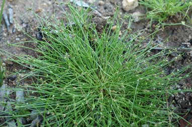 APII jpeg image of Isolepis subtilissima  © contact APII