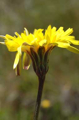 APII jpeg image of Microseris lanceolata  © contact APII