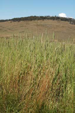 APII jpeg image of Phleum pratense subsp. pratense  © contact APII