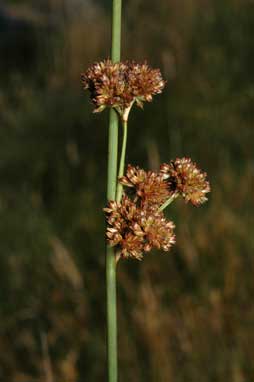 APII jpeg image of Juncus phaeanthus  © contact APII