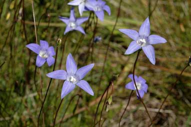 APII jpeg image of Wahlenbergia ceracea  © contact APII