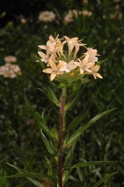 APII jpeg image of Collomia grandiflora  © contact APII