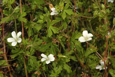 APII jpeg image of Geranium potentilloides var. abditum  © contact APII