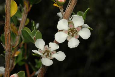 APII jpeg image of Leptospermum micromyrtus  © contact APII