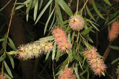 APII jpeg image of Callistemon  © contact APII