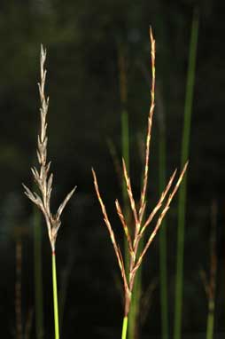 APII jpeg image of Lepidosperma filiforme  © contact APII