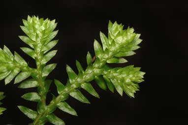 APII jpeg image of Selaginella kraussiana  © contact APII