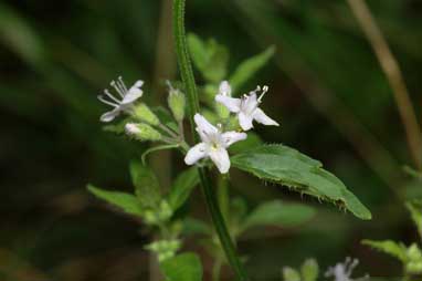 APII jpeg image of Mentha diemenica  © contact APII