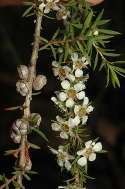 APII jpeg image of Leptospermum juniperinum  © contact APII