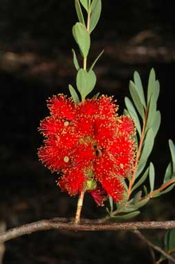 APII jpeg image of Melaleuca fulgens subsp. fulgens  © contact APII