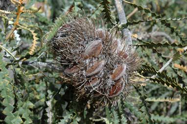 APII jpeg image of Banksia speciosa  © contact APII