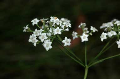 APII jpeg image of Platysace linearifolia  © contact APII