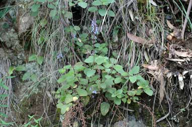 APII jpeg image of Plectranthus parviflorus  © contact APII