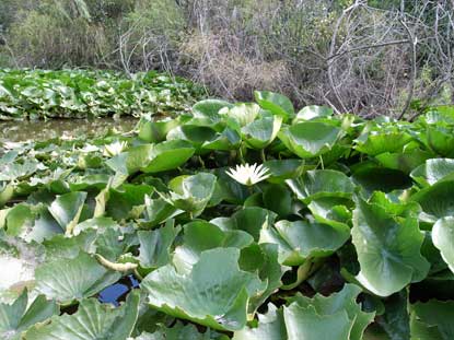 APII jpeg image of Nymphaea mexicana  © contact APII