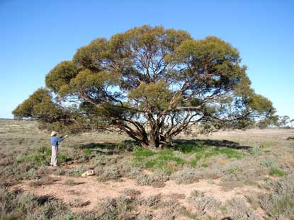 APII jpeg image of Eucalyptus oleosa subsp. oleosa  © contact APII