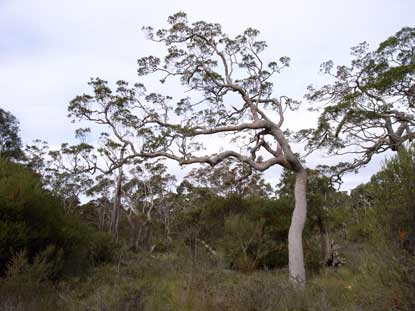 APII jpeg image of Angophora floribunda  © contact APII