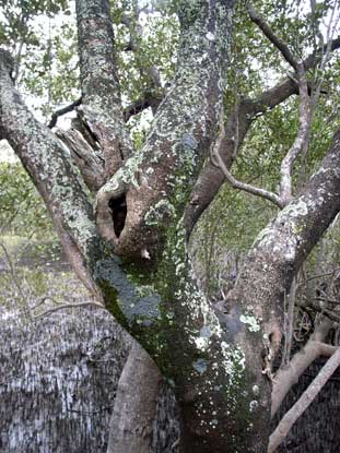 APII jpeg image of Avicennia marina  © contact APII