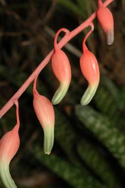 APII jpeg image of Gasteria carinata var. verrucosa  © contact APII