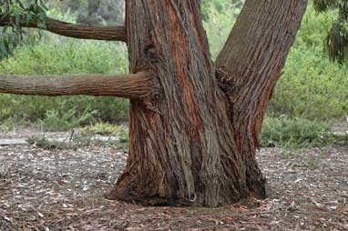 APII jpeg image of Eucalyptus tindalei  © contact APII