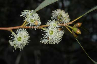 APII jpeg image of Eucalyptus dumosa  © contact APII