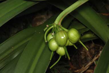 APII jpeg image of Crinum pedunculatum  © contact APII