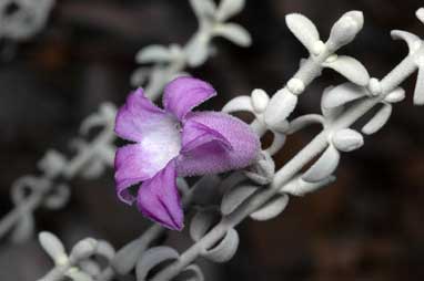 APII jpeg image of Eremophila delisseri  © contact APII