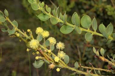 APII jpeg image of Acacia aureocrinita  © contact APII