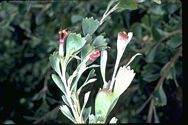 APII jpeg image of Adenanthos cuneatus  © contact APII