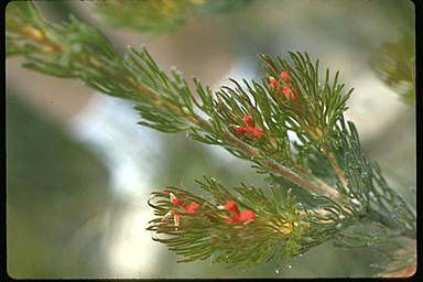 APII jpeg image of Adenanthos sericeus subsp. sphalmus  © contact APII