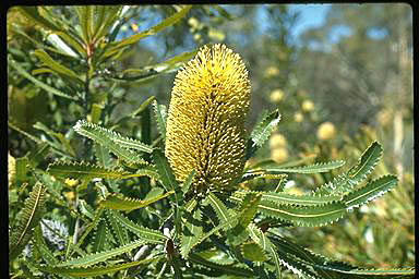 APII jpeg image of Banksia aemula  © contact APII