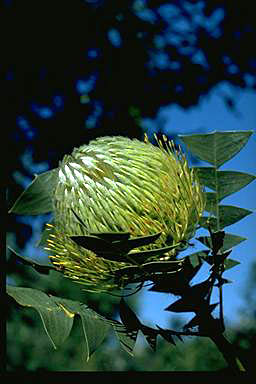 APII jpeg image of Banksia baxteri  © contact APII