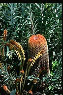 Banksia blechnifolia - click for larger image