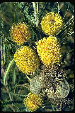 APII jpeg image of Banksia candolleana  © contact APII