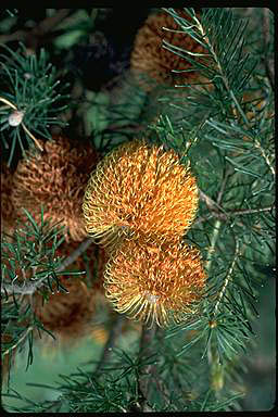 APII jpeg image of Banksia leptophylla  © contact APII