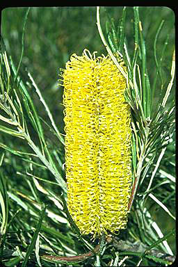 APII jpeg image of Banksia littoralis  © contact APII